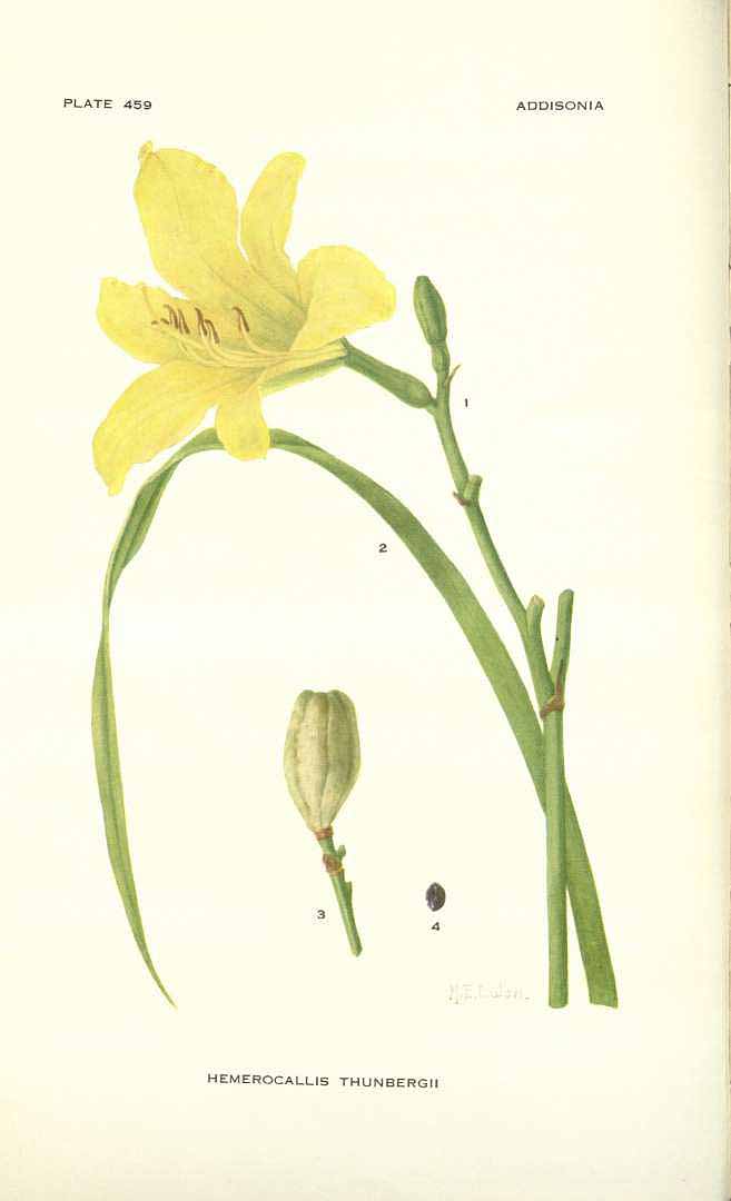Illustration Hemerocallis thunbergii, Par Addisonia (1916-1964) Addisonia vol. 14 (1929) t. 459, via plantillustrations 