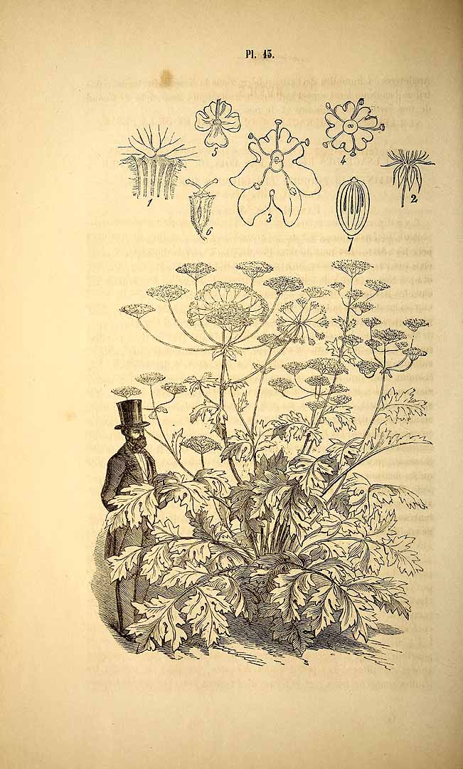 Illustration Heracleum pubescens, Par Belgique horticole, journal des jardins et des vergers (1851-1885) Belgique Hort., via plantillustrations 