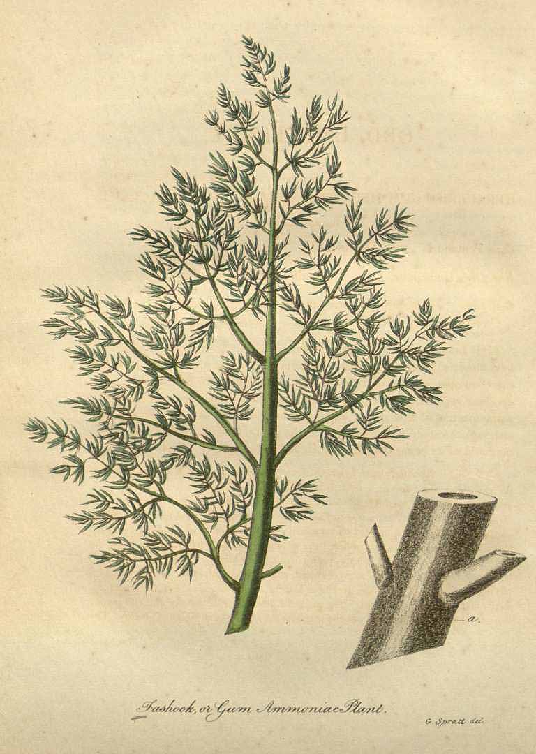 Illustration Heracleum pubescens, Par Woodville, W., Hooker, W.J., Spratt, G., Medical Botany, 3th edition (1832) Med. Bot., ed. 3, via plantillustrations 