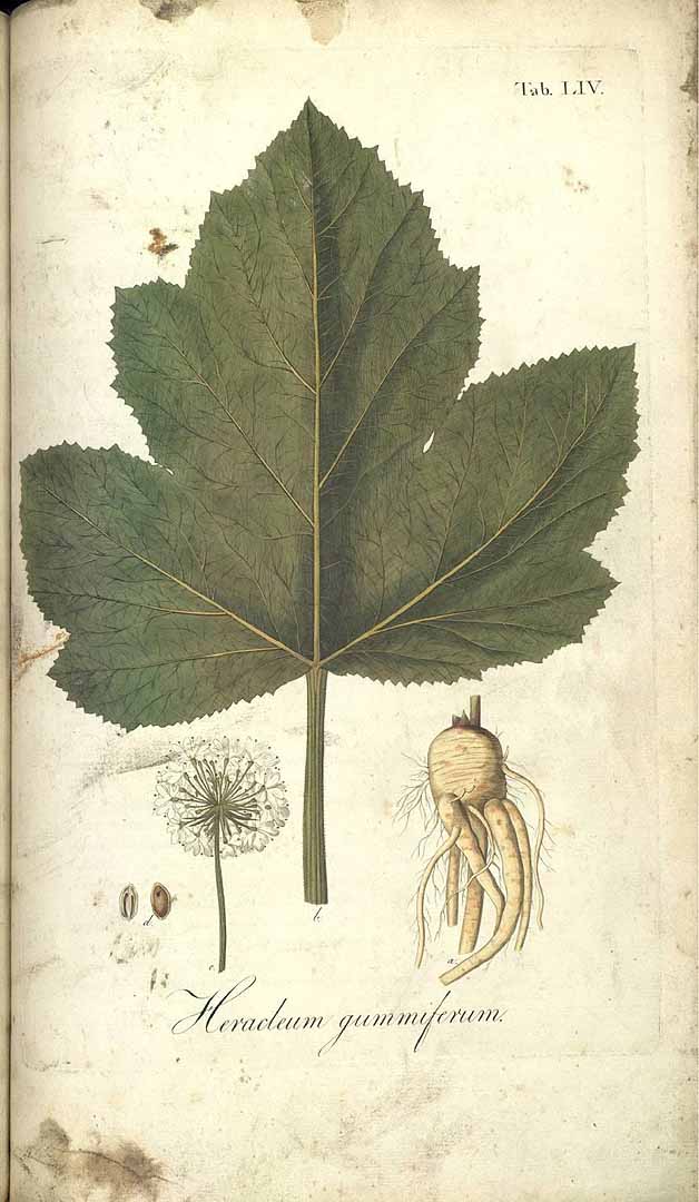 Illustration Heracleum pubescens, Par Willdenow, C.L., Link, J.H.F., Hortus berolinensis sive icones et descriptiones (1806-1816) Hort. Berol. (Willdenow), via plantillustrations 