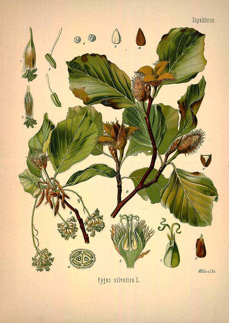 Illustration Fagus sylvatica, Par Köhler F.E. (Medizinal Pflanzen, vol. 1: t. 33, 1887), via plantillustrations 