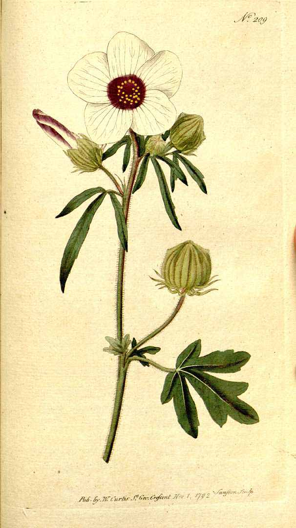 Illustration Hibiscus trionum, Par Botanical Magazine,(vol. 6: t. 209, 1793) [n.a.], via x 