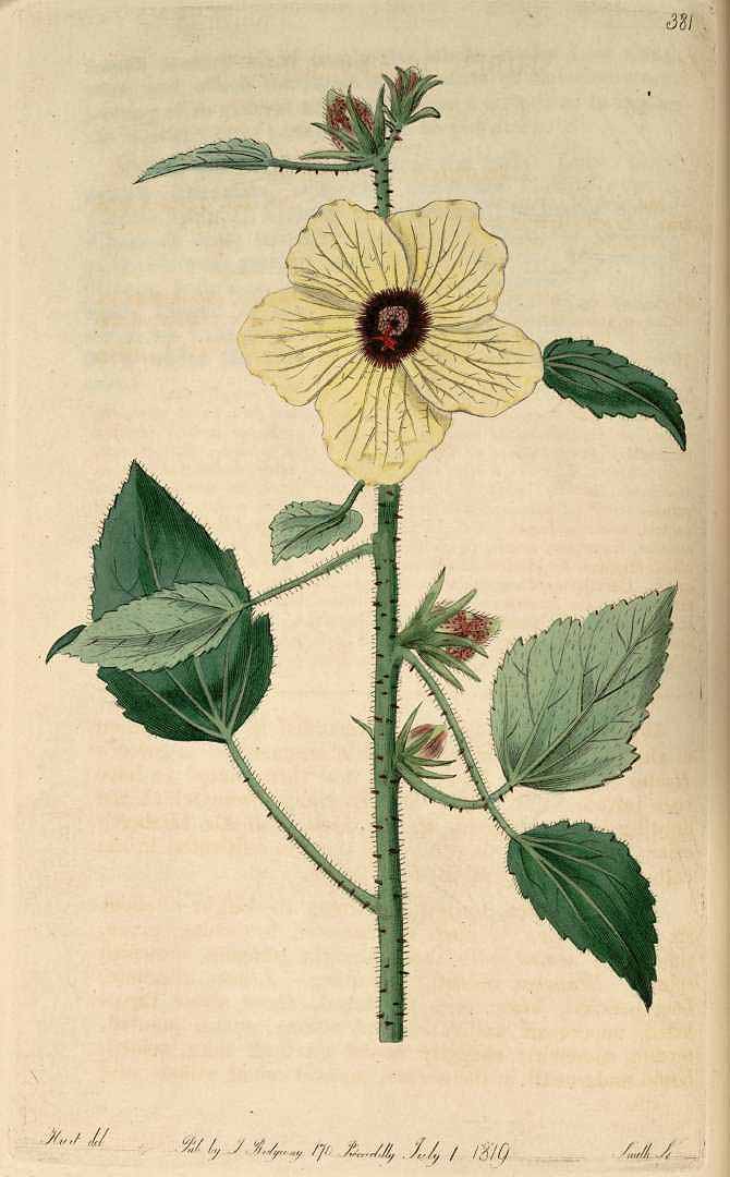 Illustration Hibiscus diversifolius, Par Botanical Register (vol. 5: t. 381, 1819) [S. Edwards], via x 