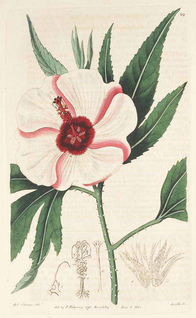 Illustration Hibiscus heterophyllus, Par Botanical Register (vol. 1: t. 29, 1815) [S. Edwards], via x 