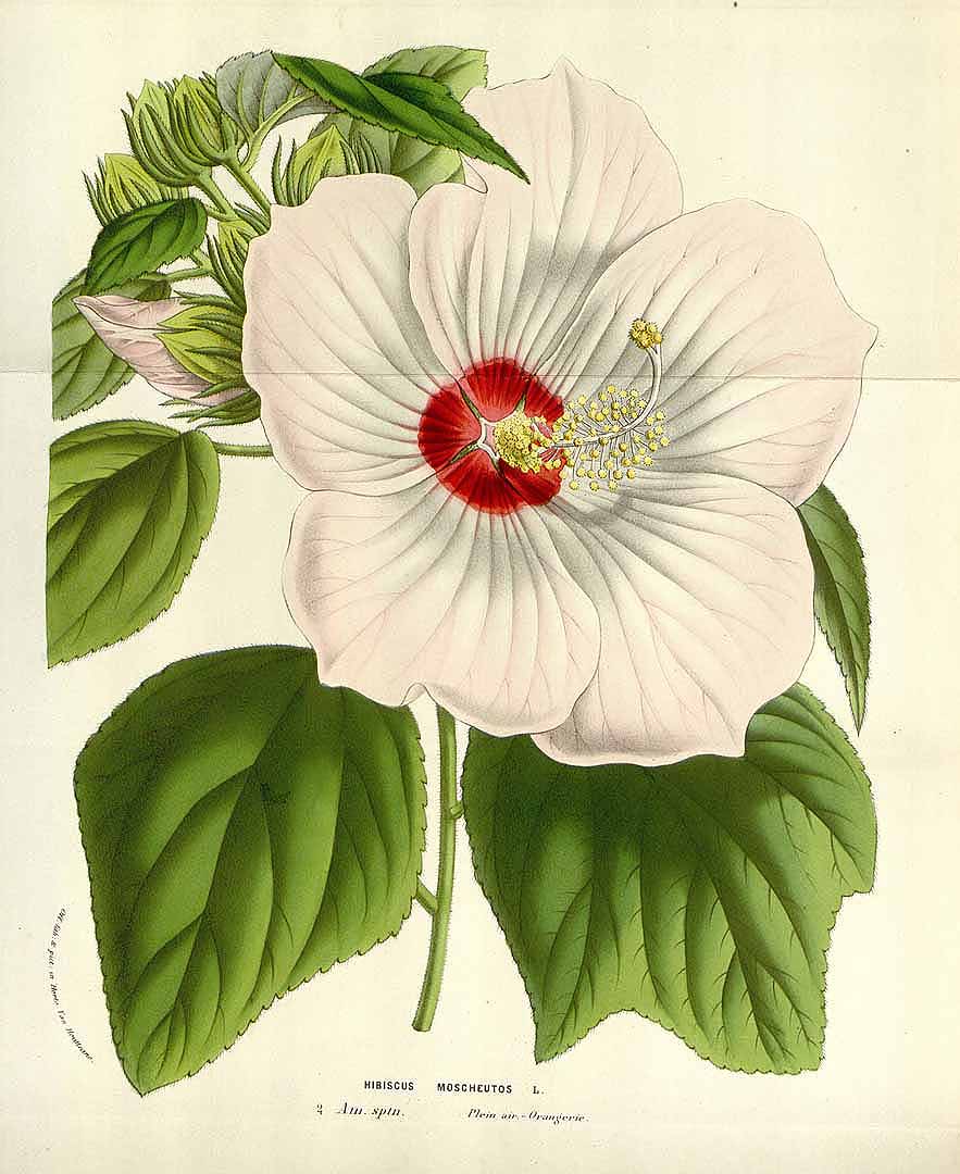 Illustration Hibiscus moscheutos, Par Houtte L. van (Flore des serres et des jardin de l´Europe, vol. 12: t. 0, 1845), via x 