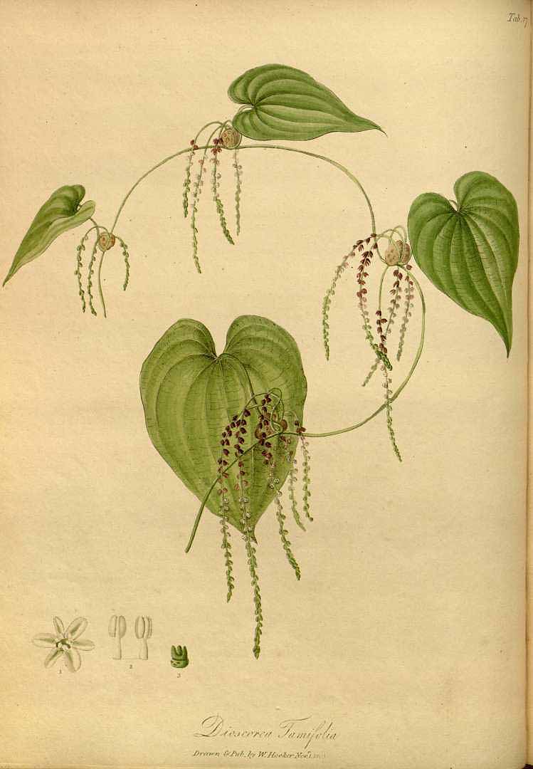 Illustration Dioscorea bulbifera, Par Hooker W. (The paradisus londinensis, t. 17, 1805) [W. Hooker], via plantillustrations 