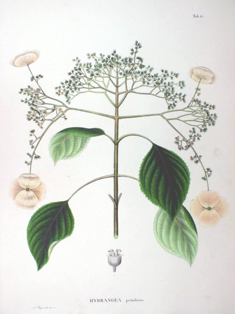 Illustration Hydrangea anomala, Par Philipp Franz von Siebold et Joseph Gerhard Zuccarini (Flora Japonica, Sectio Prima (Tafelband).) [Domaine public], via wikimedia 