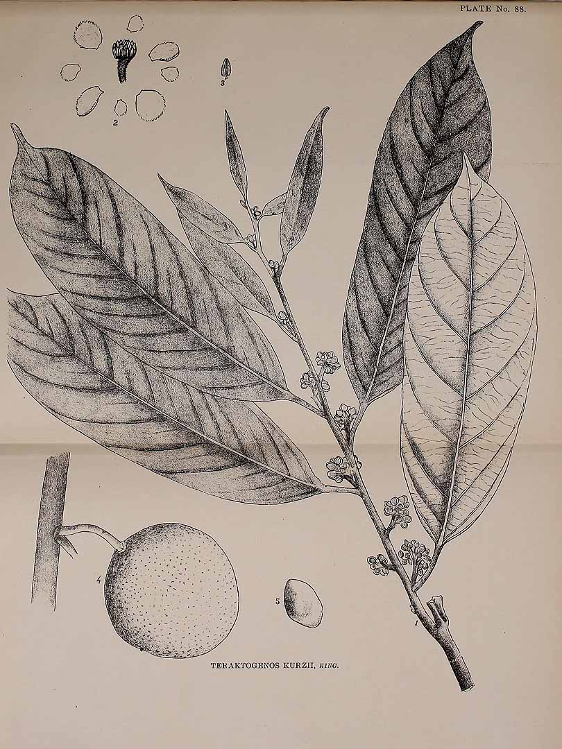 Illustration Hydnocarpus kurzii, Par Kirtikar, K.R., Basu, B.D., Indian medicinal plants, Plates (1918) Ind. Med. Pl., Plates vol. 1 (1918) t. 88, via plantillustrations 