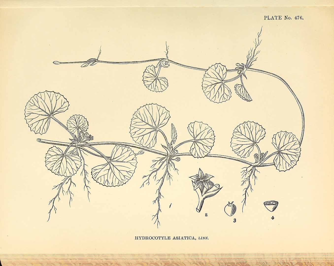 Illustration Centella asiatica, Par Indian medicinal plants (vol. 3: t. 476), via plantillustrations 