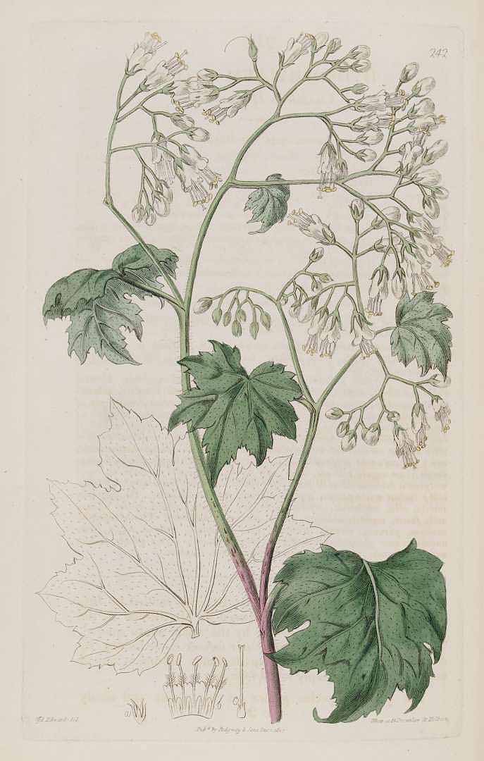 Illustration Hydrophyllum canadense, Par Edwards, S.T., Botanical Register (1815-1828) Bot. Reg. vol. 3 (1817) [tt. 178-263] t. 242, via plantillustrations 