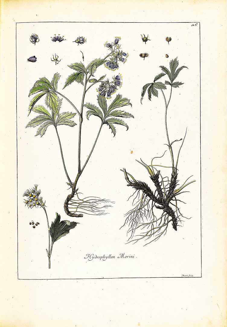 Illustration Hydrophyllum virginianum, Par Dodart, D., Recueil des plantes gravées par ordre du roi Louis XIV (1788)  vol. 2 t. 26, via plantillustrations 