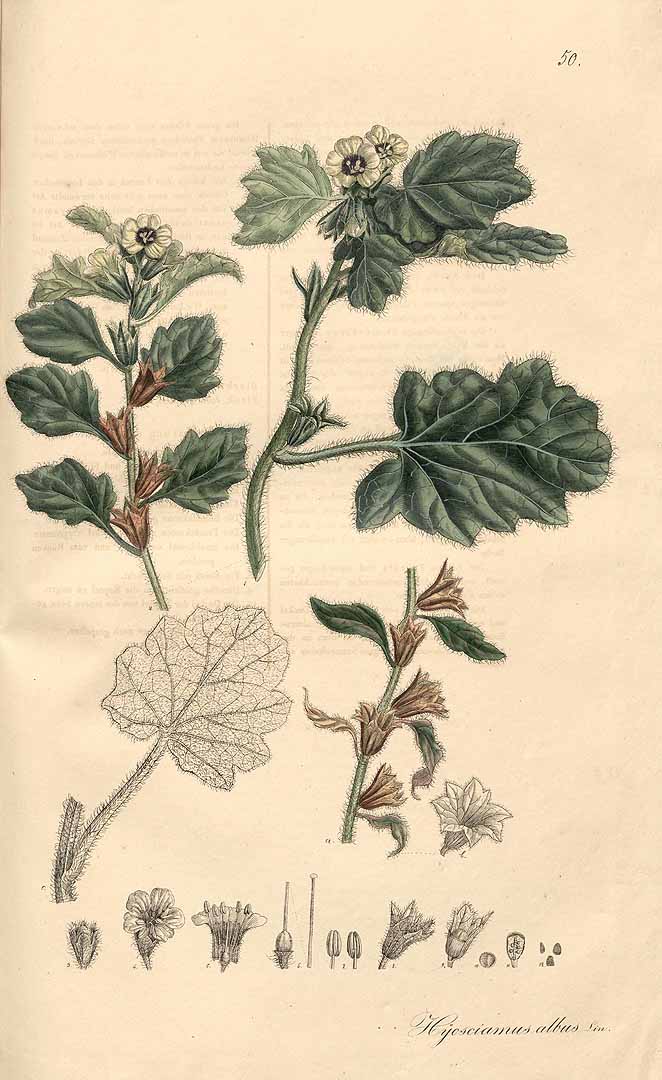 Illustration Hyoscyamus albus, Par Nees von Esenbeck, T.F.L., Wijhe (Weyhe), M.F., Plantae medicinales, Supplement (1828-1833) Pl. Medicin., Suppl. t. 50, via plantillustrations 