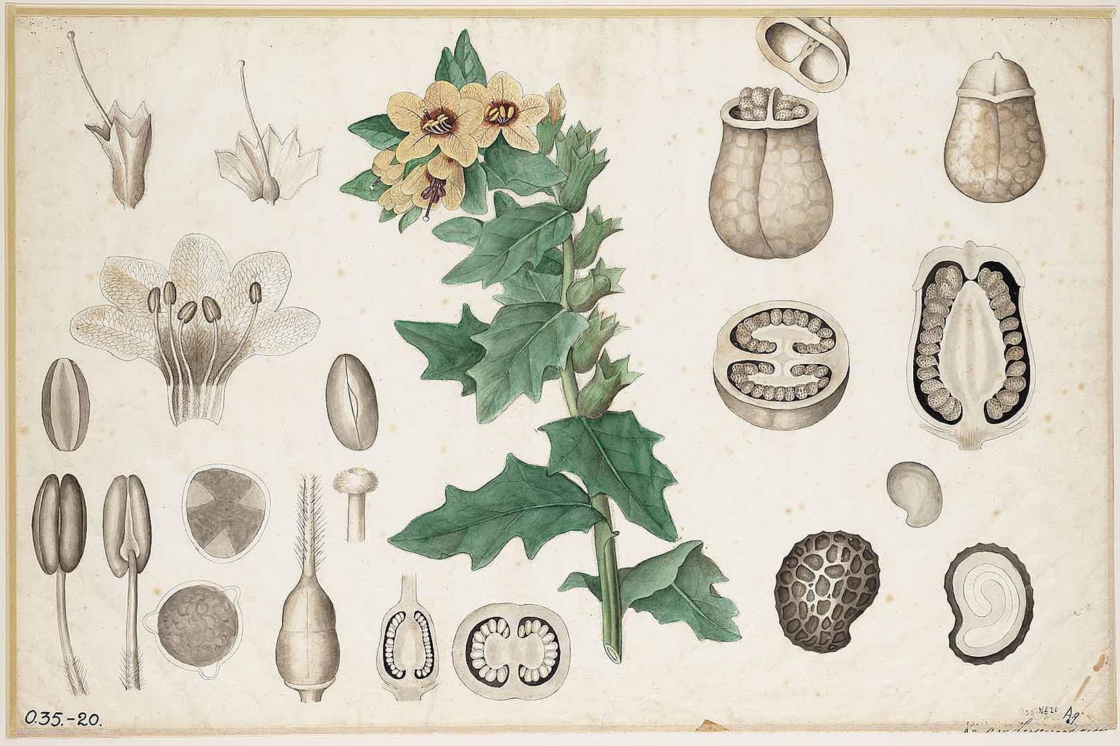Illustration Hyoscyamus niger, Par Botanische wandplaten Botanische wandplaten, via plantillustrations 
