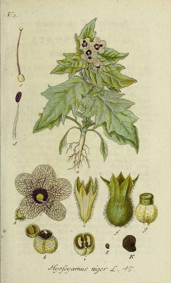 Illustration Hyoscyamus niger, Par Sturm, J., Sturm, J.W., Deutschlands flora (1798-1855) Deutschl. Fl. vol. 1 (1796) t. 15] , via plantillustrations 