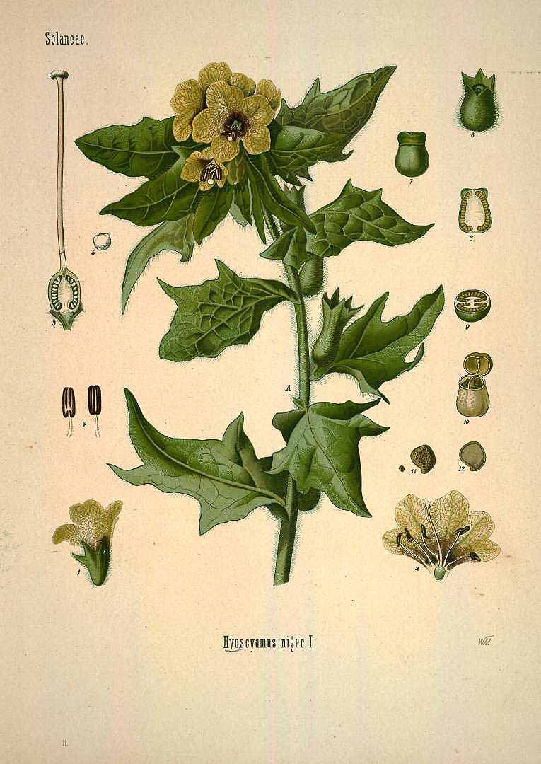 Illustration Hyoscyamus niger, Par Ko&#776;hler, F.E., Ko&#776;hler?s Medizinal Pflanzen (1883-1914) Med.-Pfl. vol. 1 (1887) t. 11, via plantillustrations 