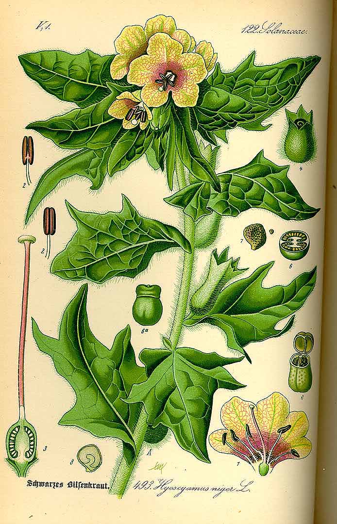 Illustration Hyoscyamus niger, Par Thomé, O.W., Flora von Deutschland Österreich und der Schweiz (1886-1889) Fl. Deutschl. vol. 4 (1885) t. 493, via plantillustrations 