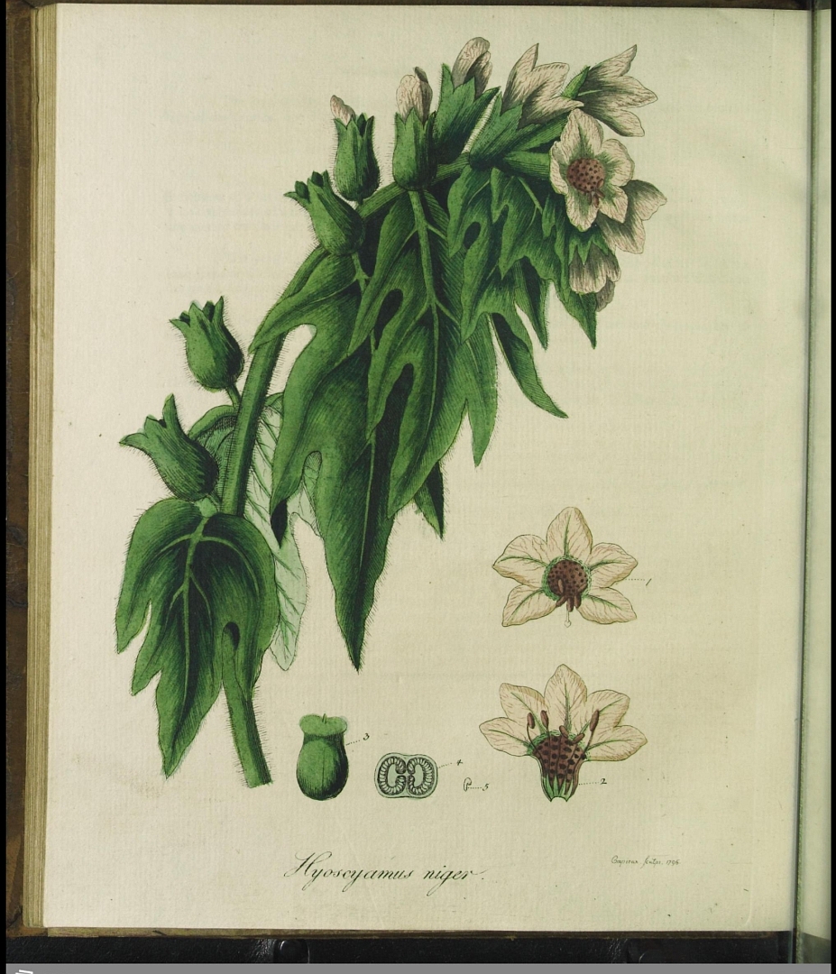 Illustration Hyoscyamus niger, Par Dreves, J.F.P., Hayne, F.G., Botanisches Bilderbuch (1794-1801) Bot. Bilderb. t. 47, via plantillustrations 