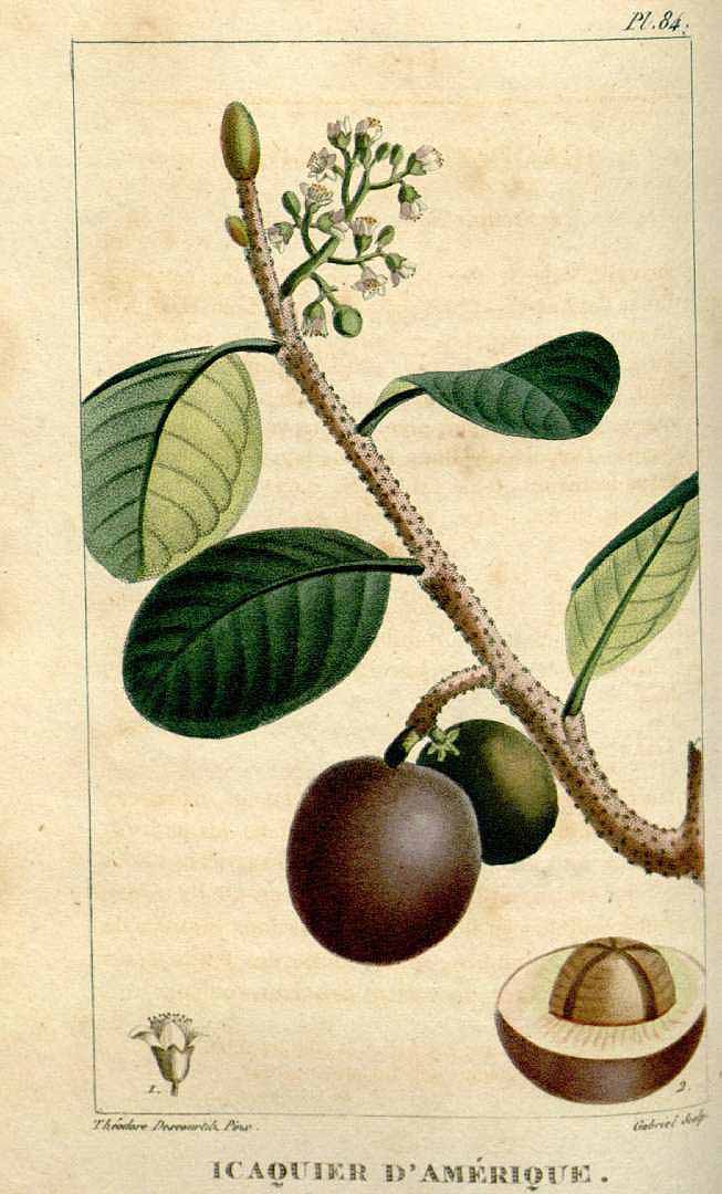 Illustration Chrysobalanus icaco, Par Descourtilz M.E. (Flore médicale des Antilles, vol. 2: t. 84, 1822) [J.T. Descourtilz], via plantillustrations 