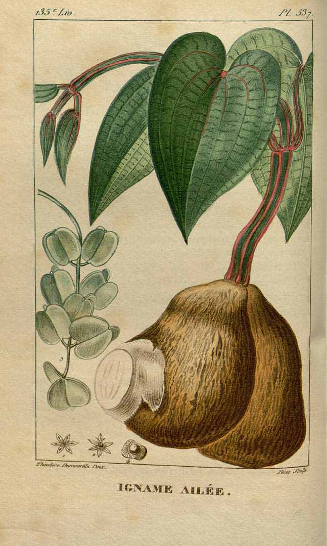 Illustration Dioscorea alata, Par Descourtilz M.E. (Flore médicale des Antilles, vol. 8: t. 537, 1829) [J.T. Descourtilz], via plantillustrations 