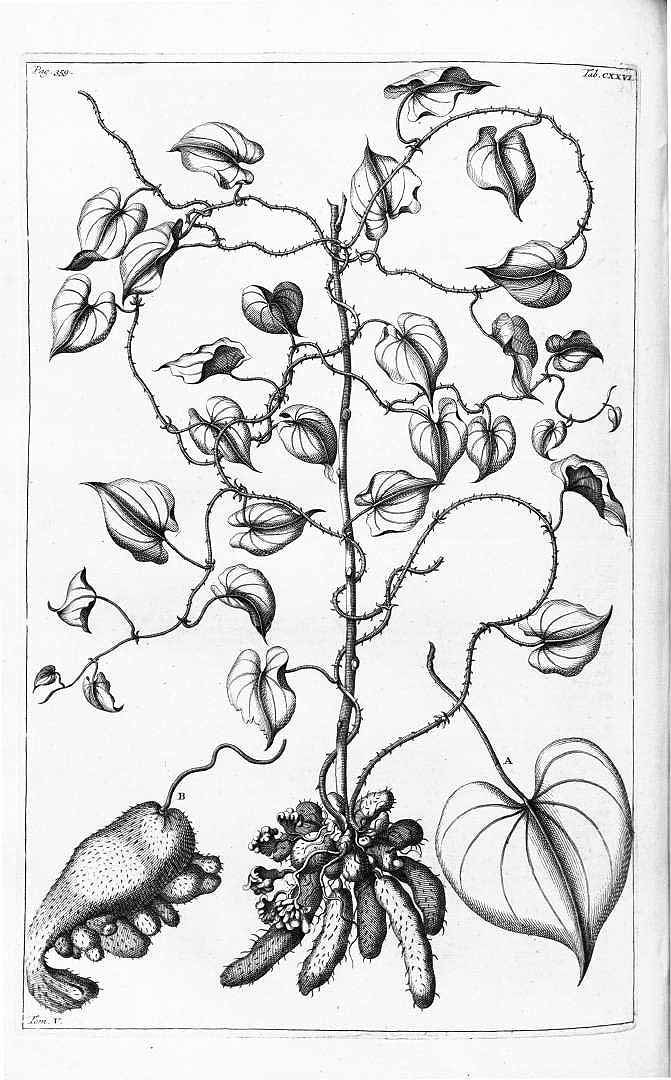 Illustration Dioscorea esculenta, Par Rumphius G.E. (Herbarium amboinense, vol. 5: p. 357, t. 126, 1747), via plantillustrations 