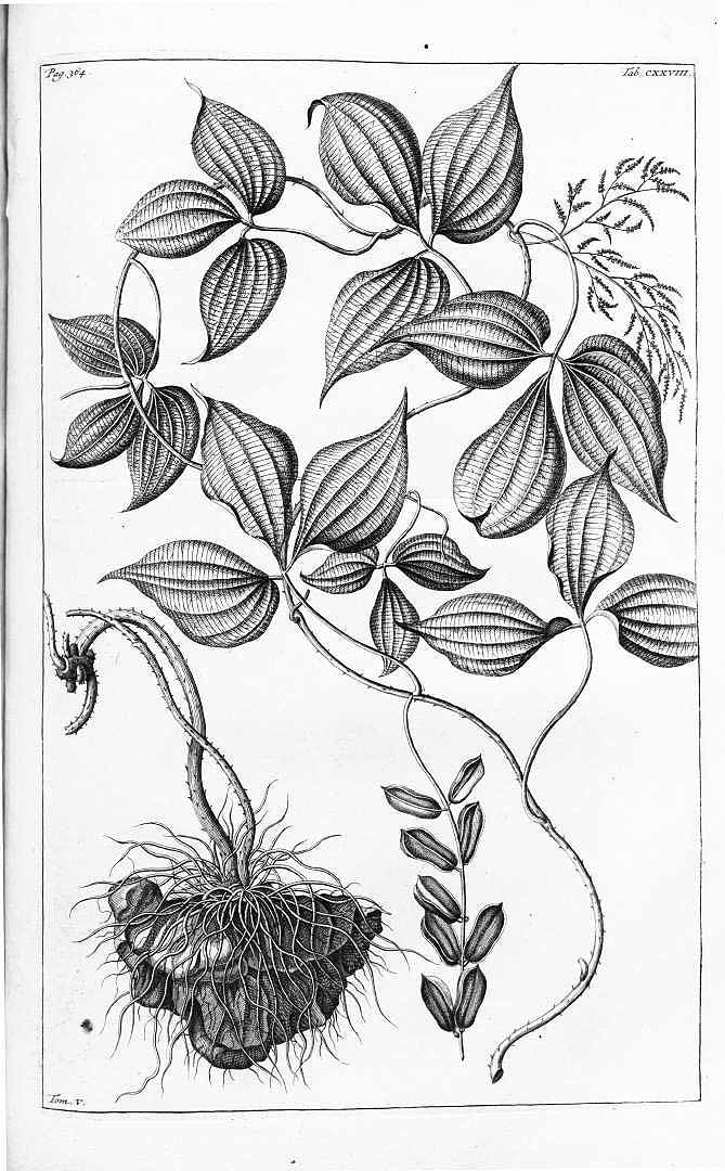 Illustration Dioscorea hispida, Par Rumphius G.E. (Herbarium amboinense, vol. 5: p. 361, t. 128, 1747), via plantillustrations 