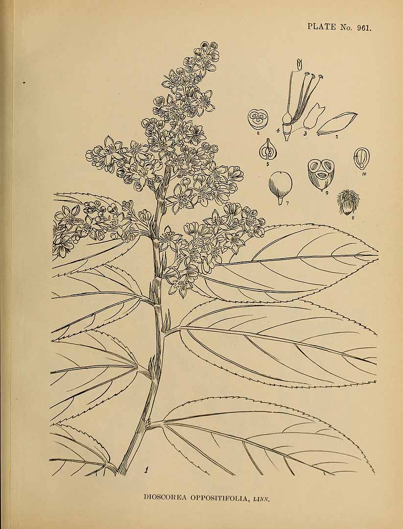 Illustration Dioscorea oppositifolia, Par Indian medicinal plants (vol. 5: t. 961), via plantillustrations 