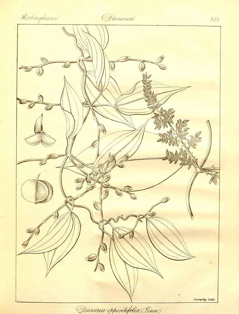 Illustration Dioscorea oppositifolia, Par Wig