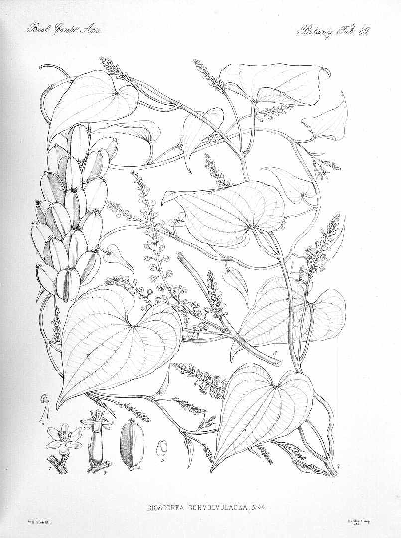 Illustration Dioscorea convolvulacea, Par Hemsley W.B. (Biologia Centrali-Americani, Botany, vol. 5: t. 89, 1879-1888), via plantillustrations 
