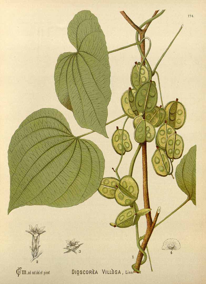Illustration Dioscorea villosa, Par Millspaugh C.F. (Medicinal plants, vol. 2: t. 174, 1892), via plantillustrations 