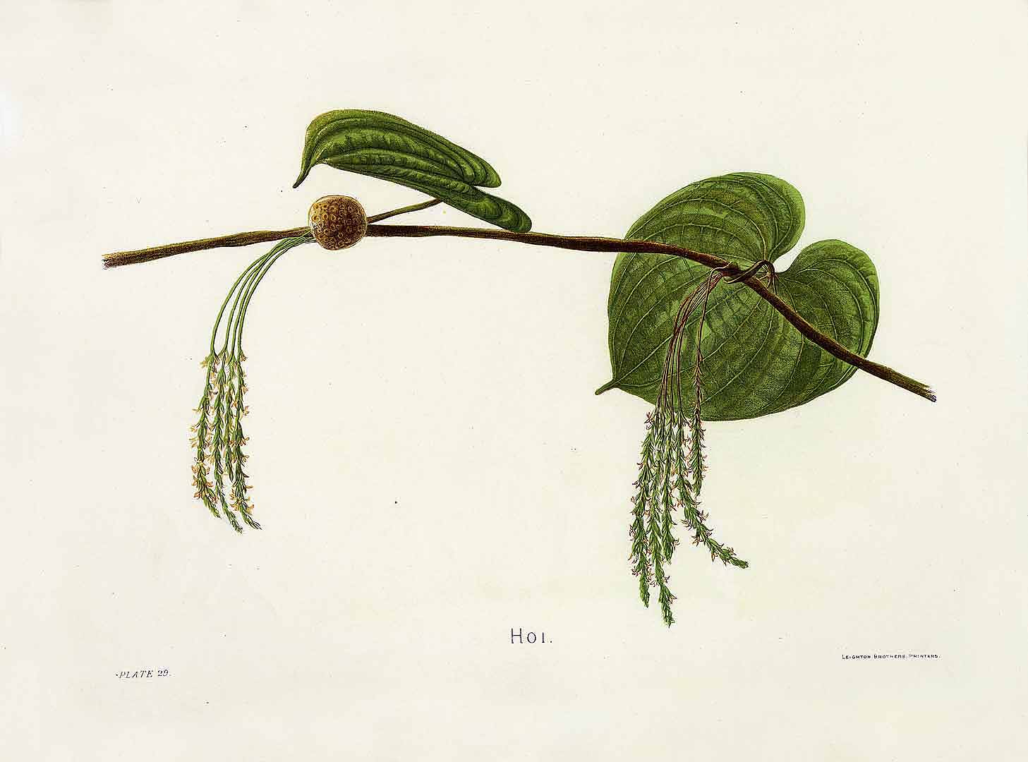 Illustration Dioscorea villosa, Par Sinclair I. (Indigenous Flowers of the Hawaiian Islands, t. 29, 1885) [I. Sinclair], via plantillustrations 