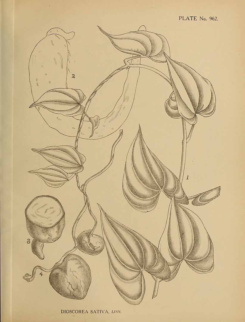 Illustration Dioscorea villosa, Par Dioscorea villosa L. [as Dioscorea sativa L.], via plantillustrations 