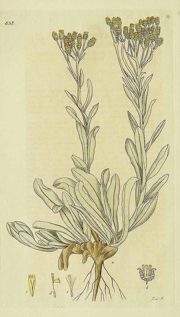 Illustration Helichrysum arenarium, Par Svensk botanik [J.W. Palmstruch et al] (vol. 10: t. 658, 1807), via x 