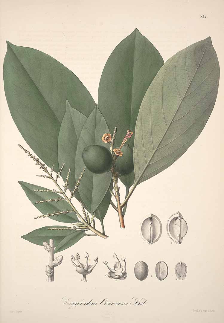 Illustration Caryodendron orinocense, Par Karsten H. (Florae Columbiae, vol. 1: t. 45, 1869), via plantillustrations 