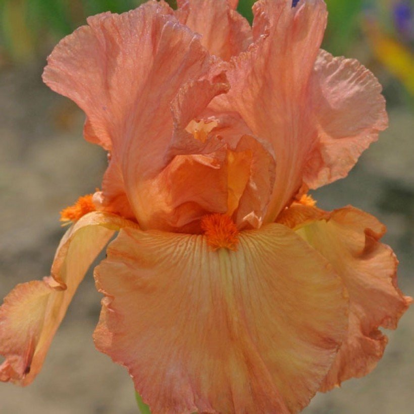 Illustration Iris x germanica cv. 'Copper Classic', Par inconnu, via promessedefleurs 