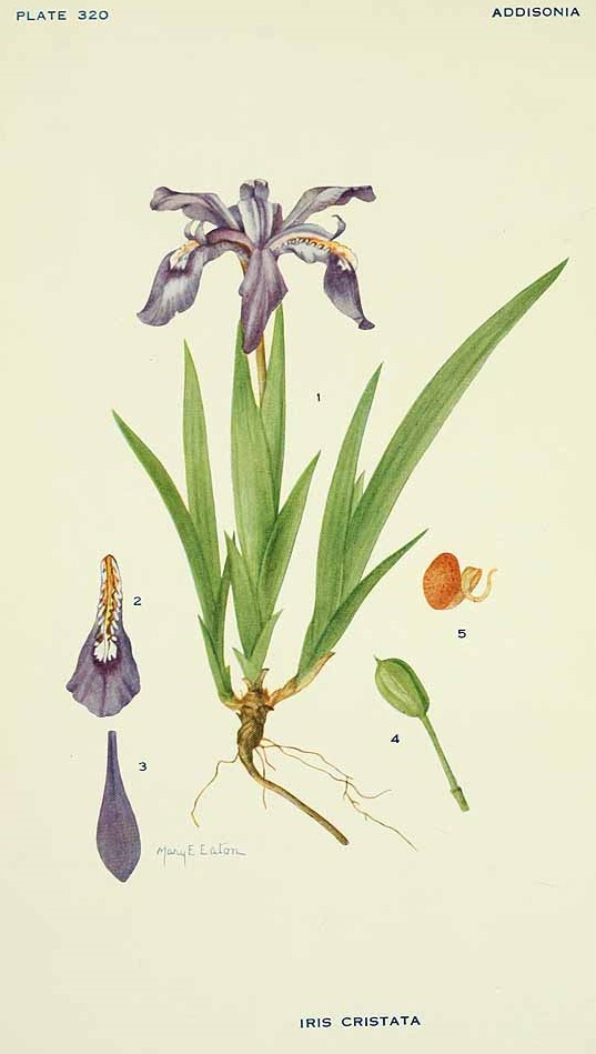Illustration Iris cristata, Par Addisonia (1916-1964) Addisonia vol. 9 (1924) t. 320, via plantillustrations 