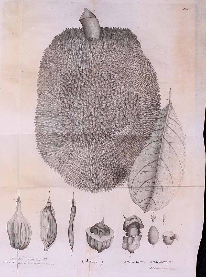 Illustration Artocarpus heterophyllus, Par Memorias de Academia Real das Sciencias de Lisboa (1854-1914) Mem. Acad. Real Sci. Lisboa, 2 Cl. Sci. Moraes vol. 3 , via plantillustrations 