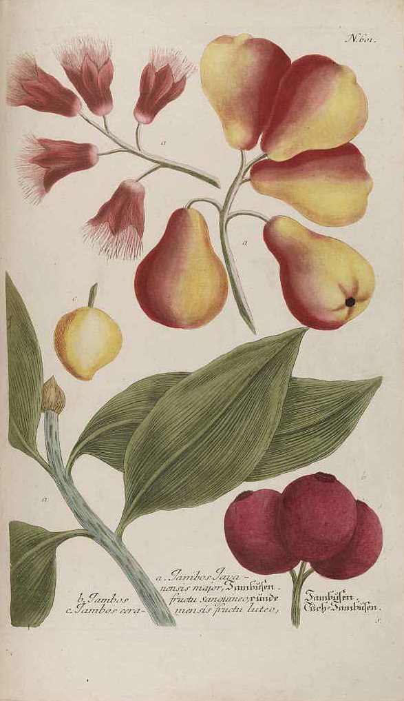 Illustration Eugenia pyriformis, Par Weinmann Johann Wilhelm (Phytanthoza iconographia, vol. 3: t. 601, fig. a (1742), via plantillustrations 