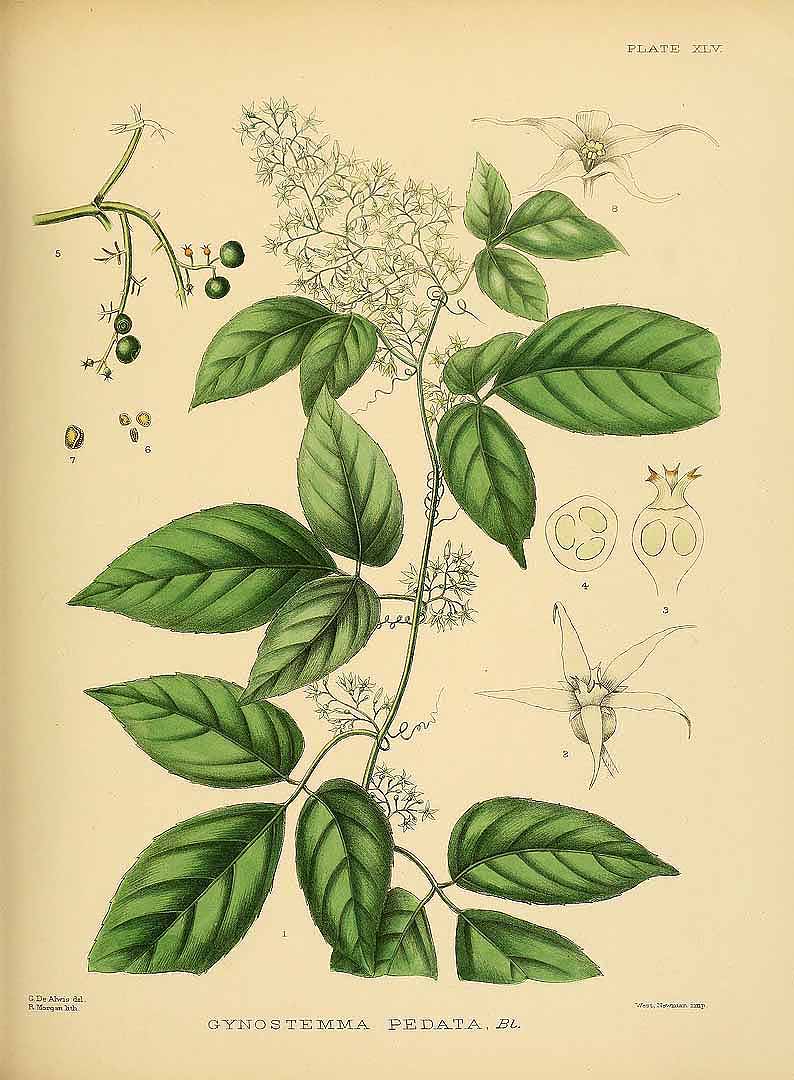 Illustration Gynostemma pentaphyllum, Par Trimen, H., hand-book to the flora of Ceylon (1893-1898) Handb. Fl. Ceylon (1893), via plantillustrations 