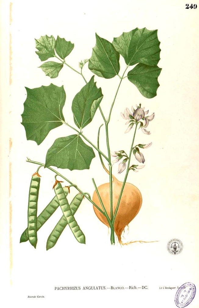Illustration Pachyrhizus erosus, Par Blanco, M., Flora de Filipinas, ed. 3 (1877-1883) Fl. Filip., ed. 3, via plantillustrations 