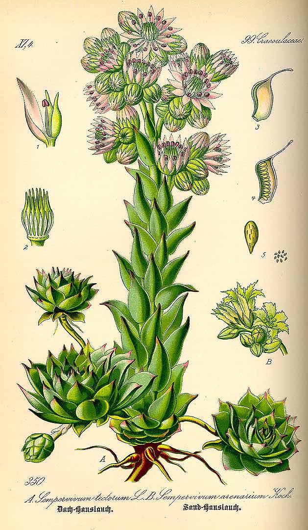 Illustration Sempervivum tectorum, Par Thomé, O.W., Flora von Deutschland Österreich und der Schweiz (1886-1889) Fl. Deutschl. vol. 3 (1885), via plantillustrations 