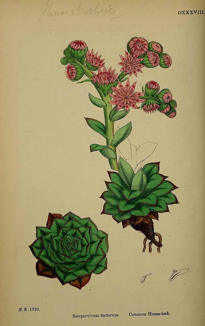 Illustration Sempervivum tectorum, Par Smith, J.E., English botany, or coloured figures of British plants, ed. 3 [B] [J.E. Sowerby et al] (1863-1899) Engl. Bot., ed. 3 vol. 4 (1865), via plantillustrations 