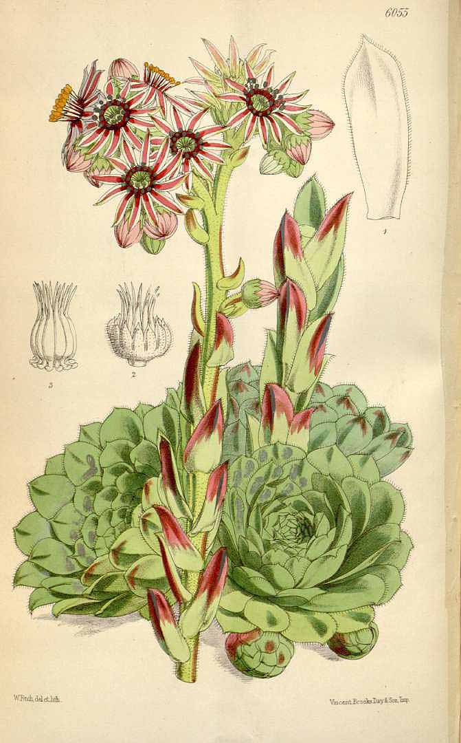 Illustration Sempervivum tectorum, Par Curtis, W., Botanical Magazine (1800-1948) Bot. Mag. vol. 99 (1873), via plantillustrations 