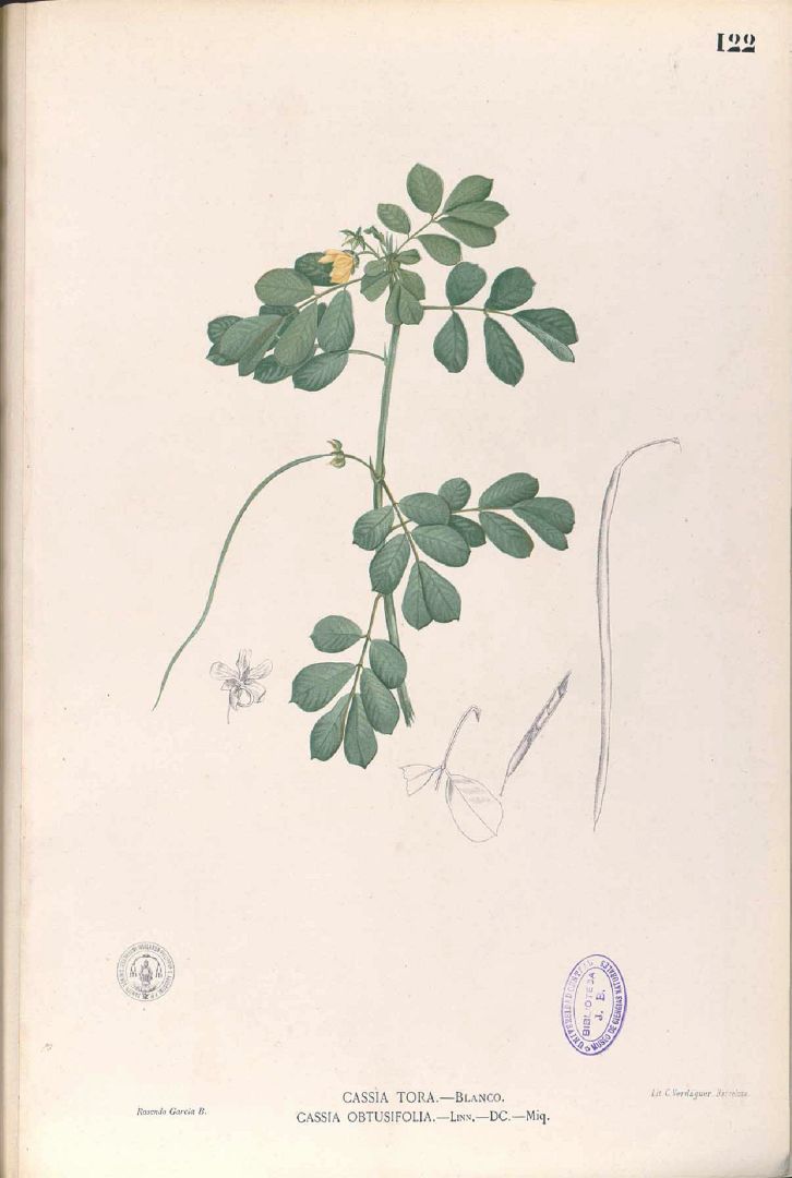 Illustration Senna tora, Par Blanco M. (Flora de Filipinas, t. 122, 1875), via plantillustrations 