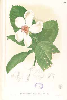 Illustration Dillenia philippinensis, Par Blanco M. (Flora de Filipinas, t. 199, 1875), via plantillustrations 