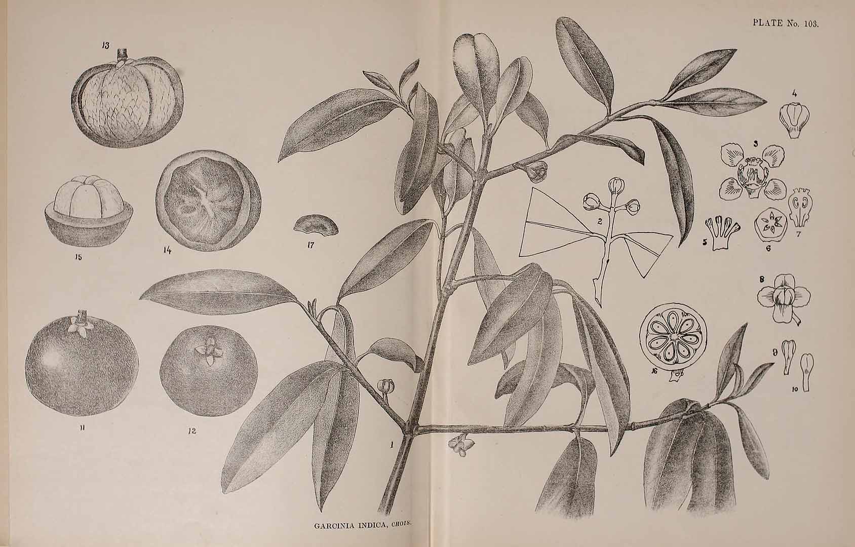 Illustration Garcinia indica, Par Indian medicinal plants (vol. 1: t. 103), via plantillustrations 