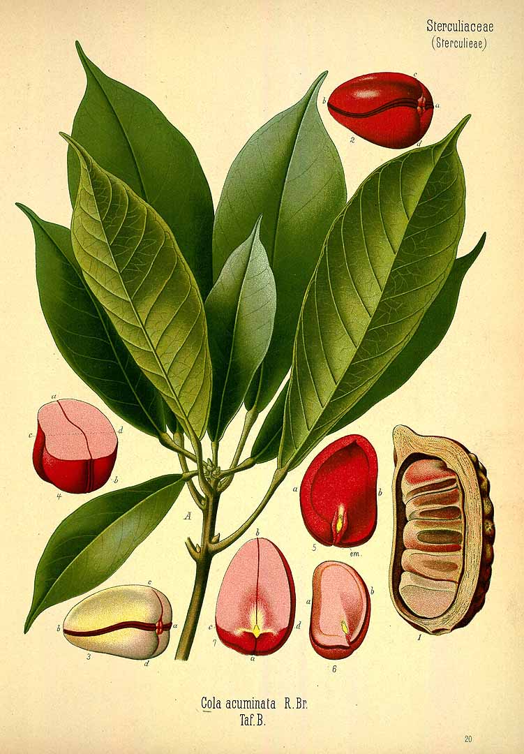 Illustration Cola acuminata, Par Köhler F.E. (Medizinal Pflanzen, vol. 3: t. 20, 1890), via plantillustrations 