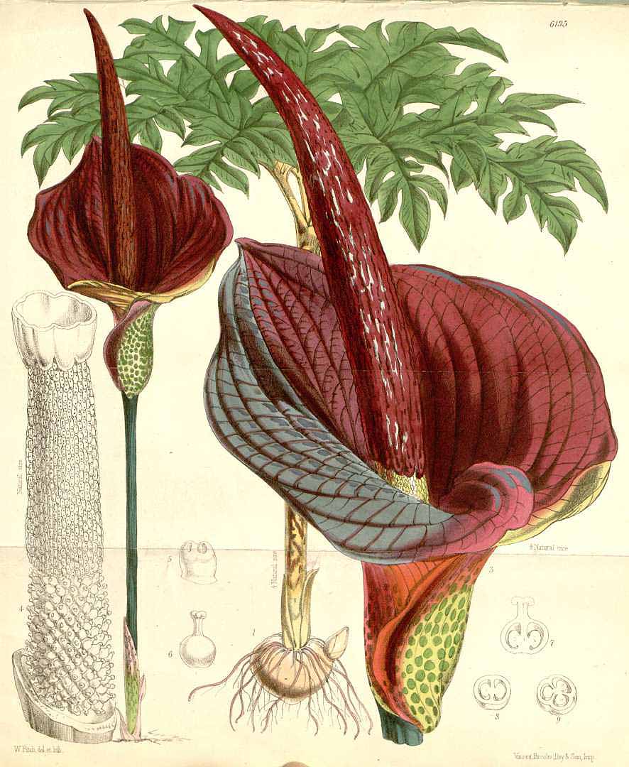 Illustration Amorphophallus konjac, Par Curtis, W., Botanical Magazine (1800-1948) Bot. Mag. vol. 101 (1875), via plantillustrations 