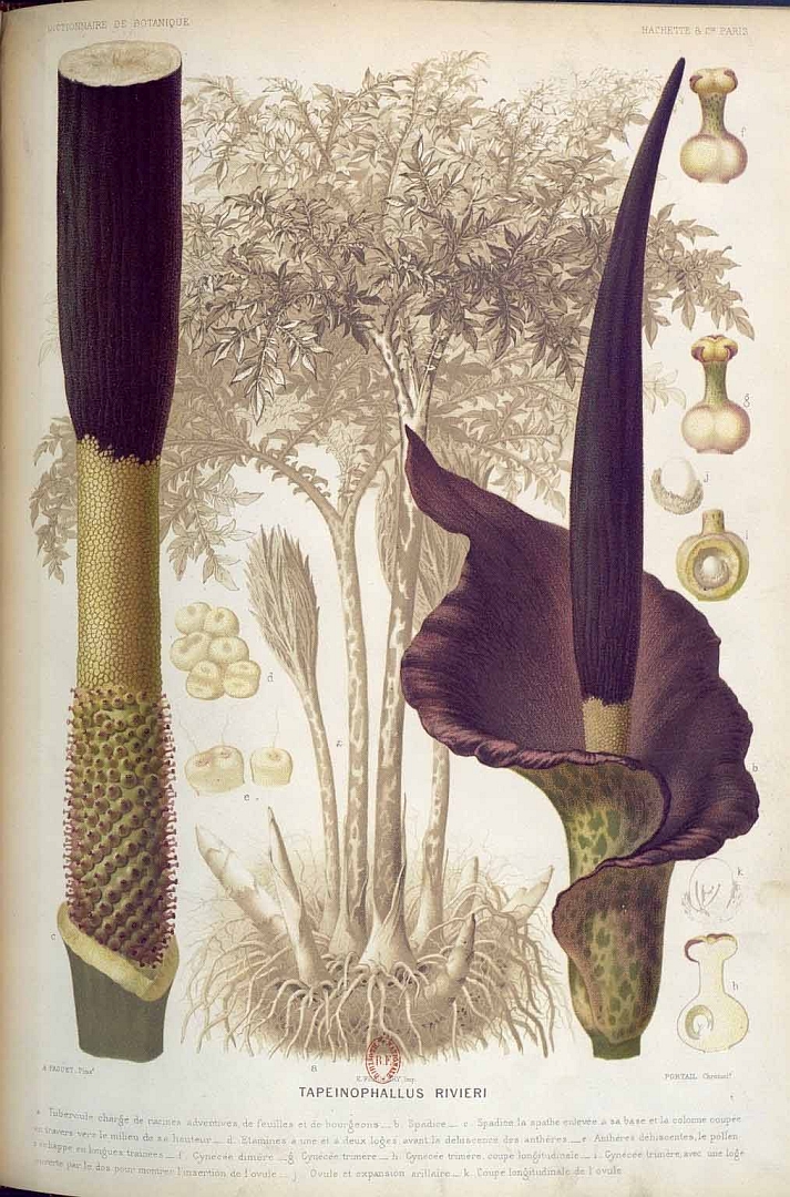 Illustration Amorphophallus konjac, Par Baillon, H.E., Dictionnaire de botanique (1876-1892) Dict. Bot. vol. 4 (1891), via plantillustrations 