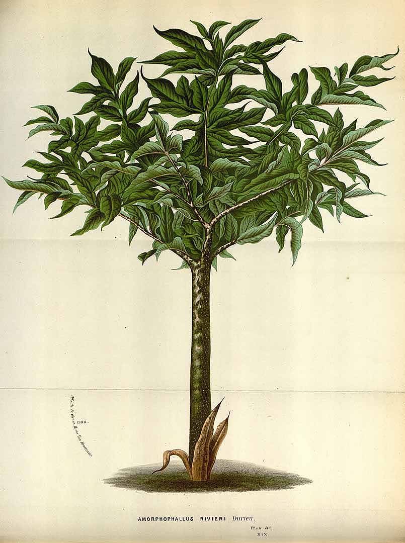 Illustration Amorphophallus konjac, Par Van Houtte, L.B., Flore des serres et des jardin de l?Europe (1845-1880) Fl. Serres vol. 19 (1873), via plantillustrations 