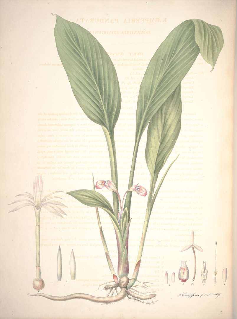 Illustration Boesenbergia rotunda, Par Roscoe W. (Monandrian plants of the order Scitamineae, 1854), via plantillustrations 
